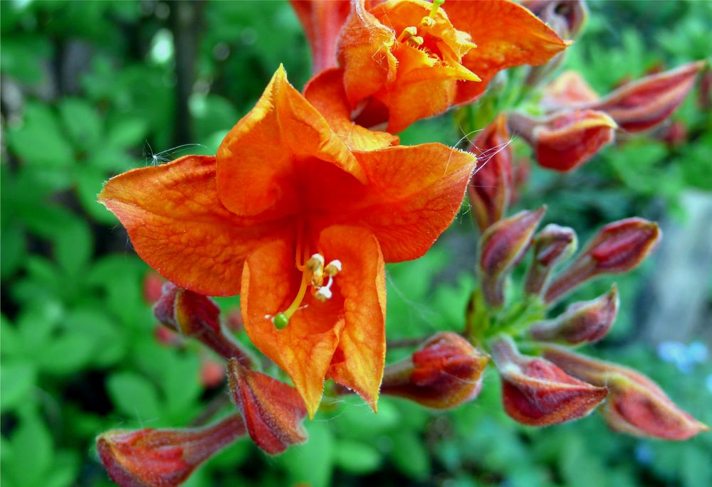 Blühendes in unserem Garten