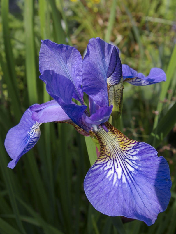 Blühendes in unserem Garten (5)