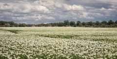 Blühendes Kartoffelfeld ...