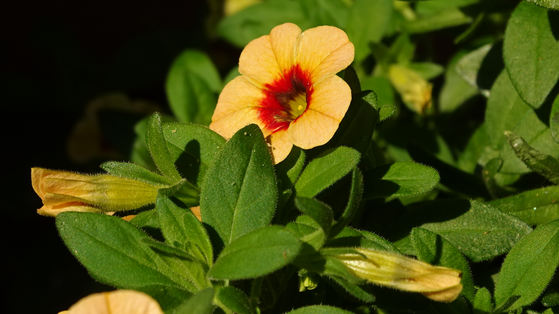 Blühendes Kleinod in grünem Blättermeer einer Calibrachoa