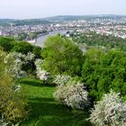 Blühendes Koblenz