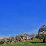 blühendes land