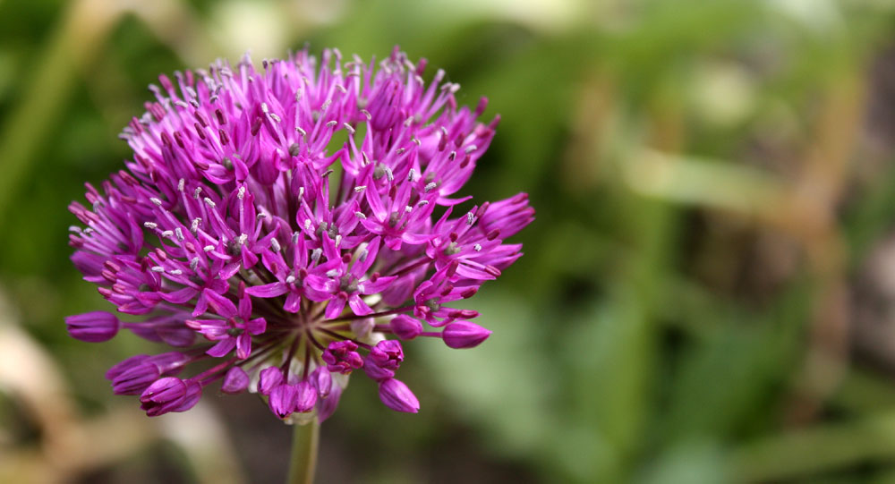 blühendes Lauchgewächs Foto & Bild natur, pflanzen, blüten Bilder auf