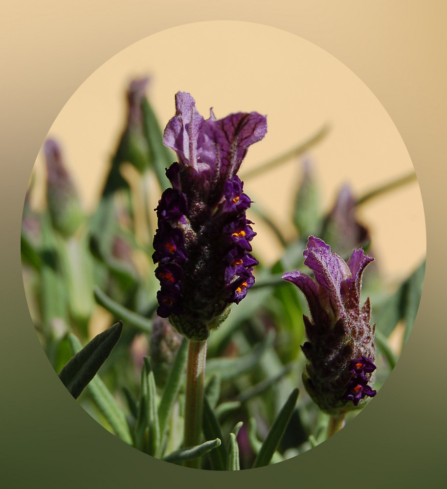 Blühendes Lavendel