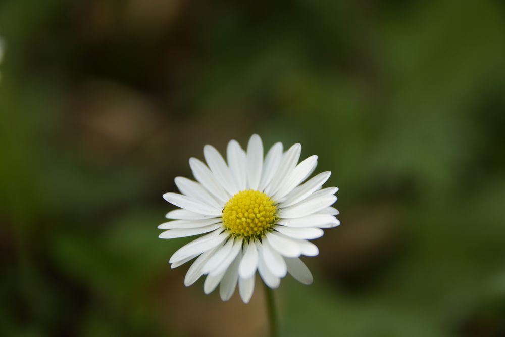 Blühendes Leben