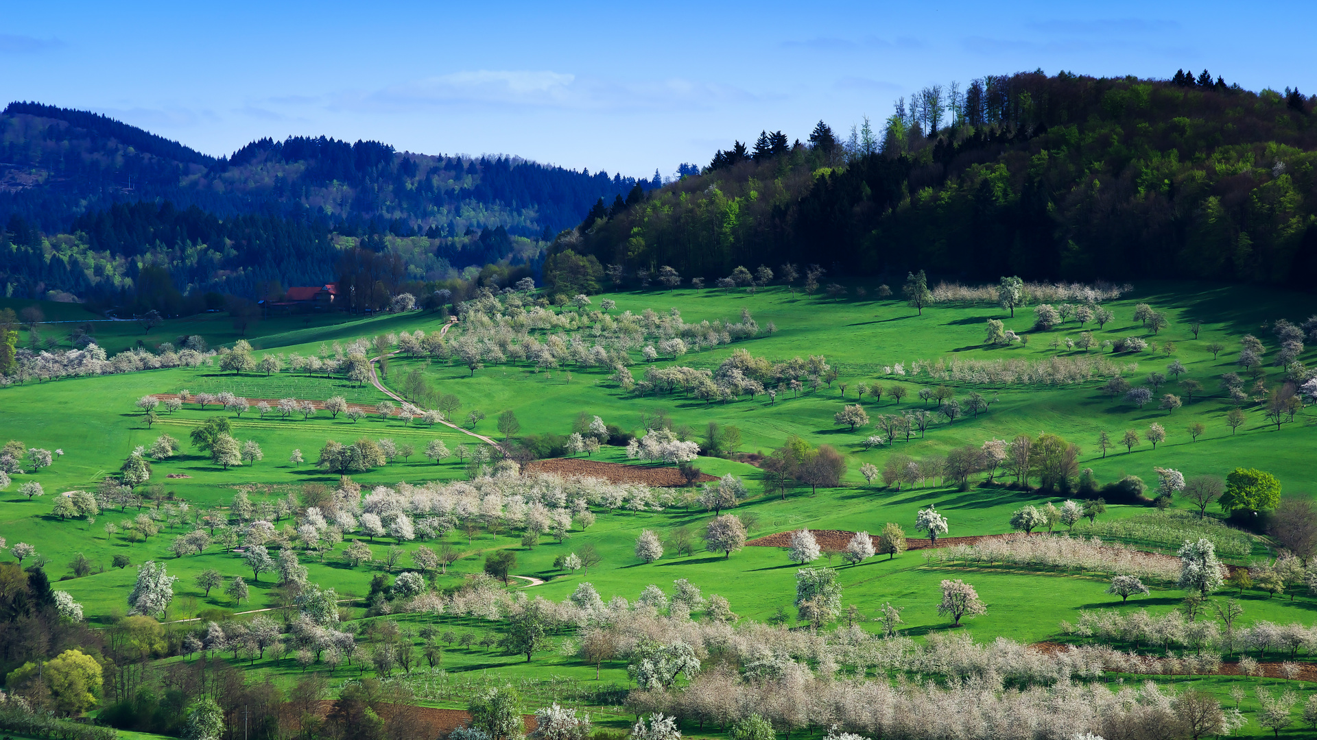 Blühendes Markgräflerland