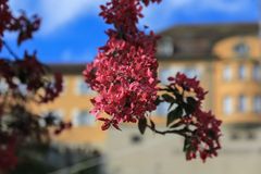 Blühendes Meersburg