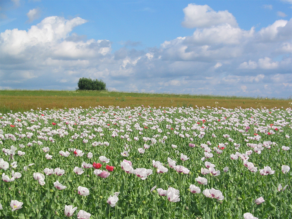 Blühendes Mohnfeld in Heitzles