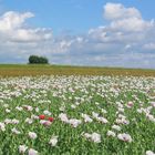 Blühendes Mohnfeld in Heitzles