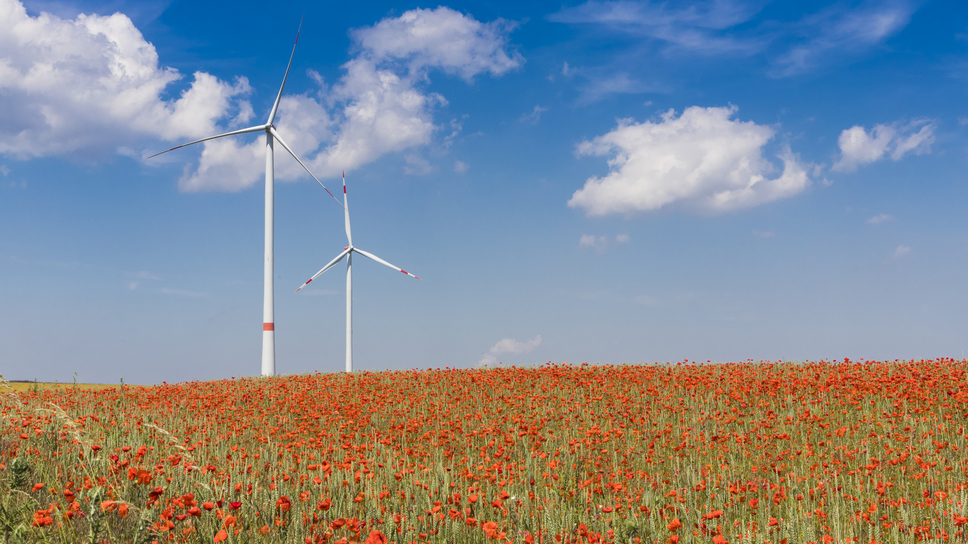 blühendes Mohnfeld vor Windrädern 