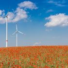 blühendes Mohnfeld vor Windrädern 