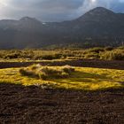 blühendes Moos auf Vulkanasche in Chiles Anden