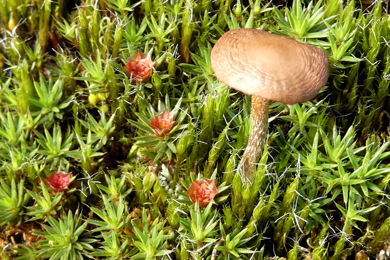 blühendes Moss