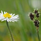 Blühendes Nebeneinander