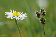 Blühendes Nebeneinander