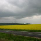 blühendes Rapsfeld 2004; wo war der Sommer?