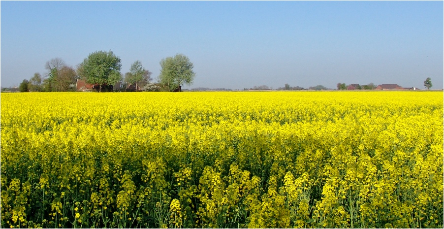 - Blühendes Rapsfeld -