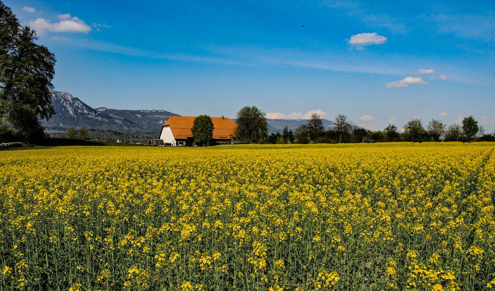 Blühendes Rapsfeld