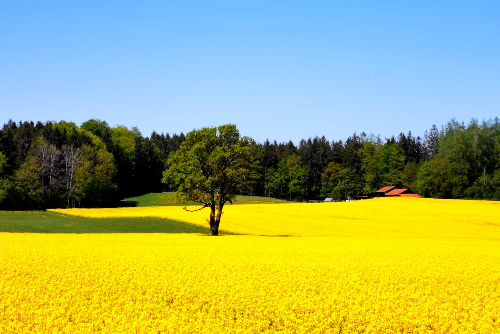 blühendes Rapsfeld 