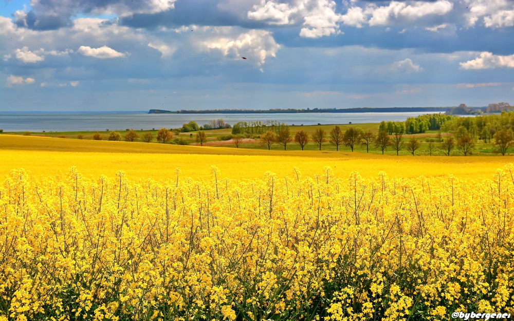 Blühendes Rapsfeld