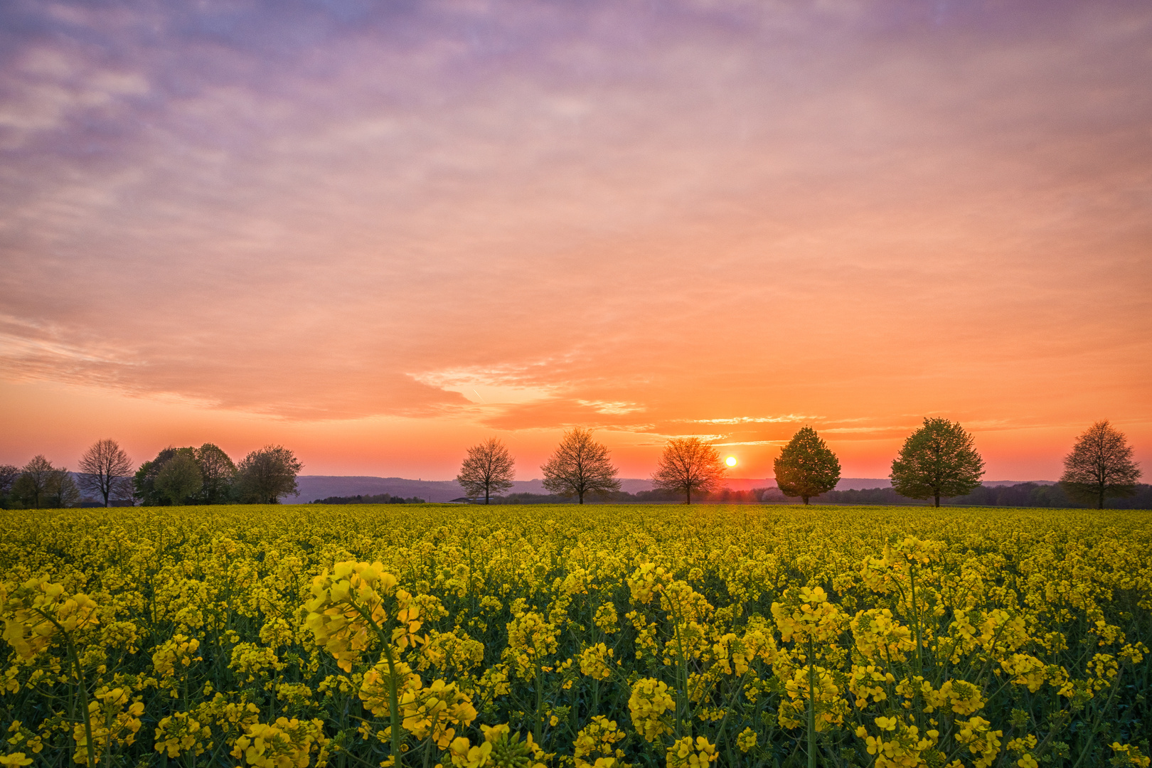 Blühendes Rapsfeld beim Sonnenuntergang