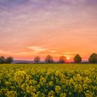 Blühendes Rapsfeld beim Sonnenuntergang