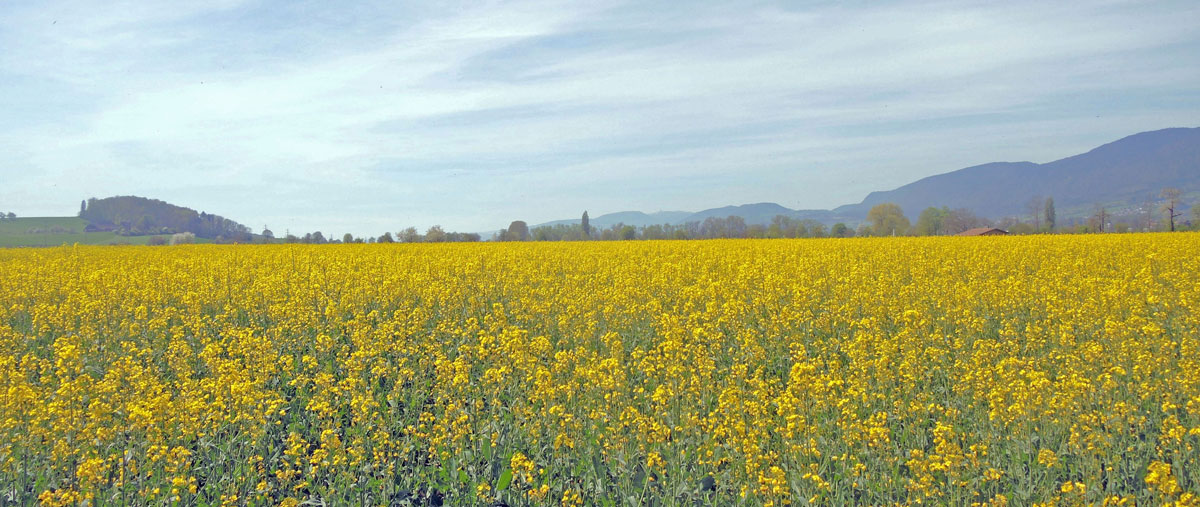 blühendes Rapsfeld