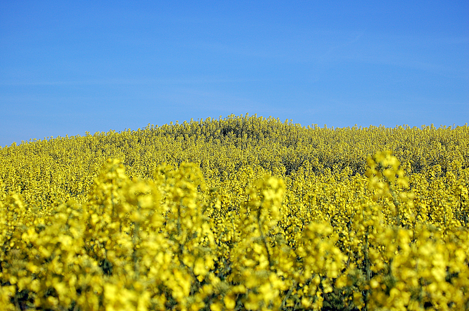 Blühendes Rapsfeld