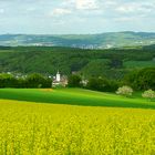 Blühendes Rapsfeld, in der Eifel!