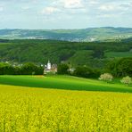 Blühendes Rapsfeld, in der Eifel!