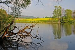 Blühendes Rapsfeld in der Morgensonne (2)