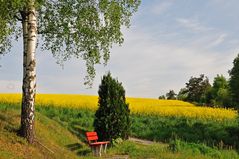 Blühendes Rapsfeld in der Morgensonne.