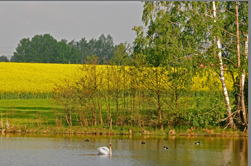 Blühendes Rapsfeld in der Morgensonne (3)