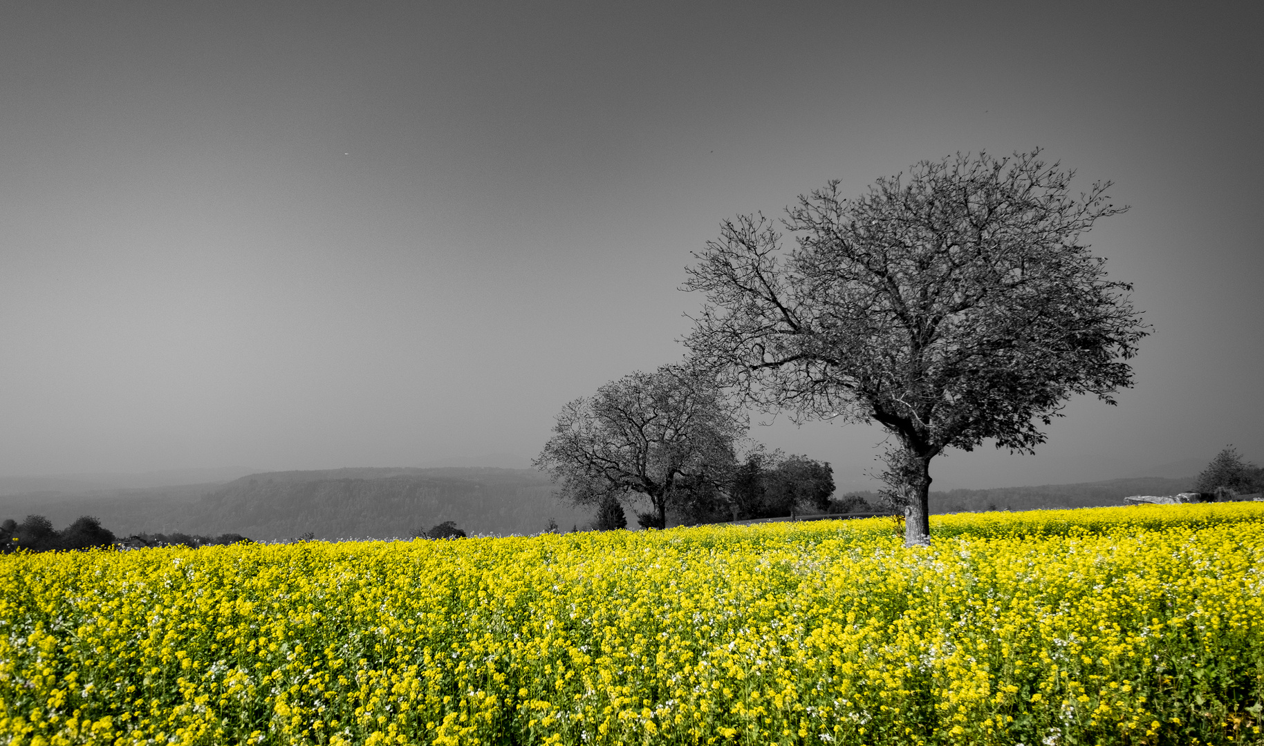 blühendes Rapsfeld in SW-Landschaft