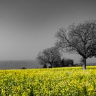 blühendes Rapsfeld in SW-Landschaft