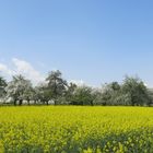 Blühendes Rapsfeld mit Obstbäumen