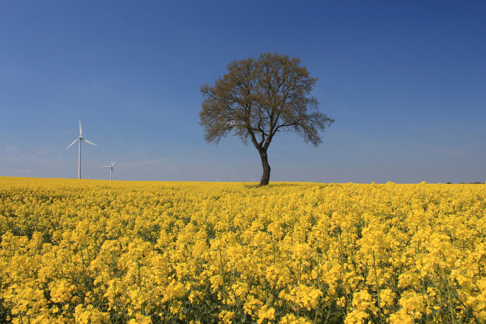 Blühendes Rapsfeld, Solitärbaum und Windräder in der Soester Börde