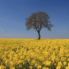 Blühendes Rapsfeld, Solitärbaum und Windräder in der Soester Börde