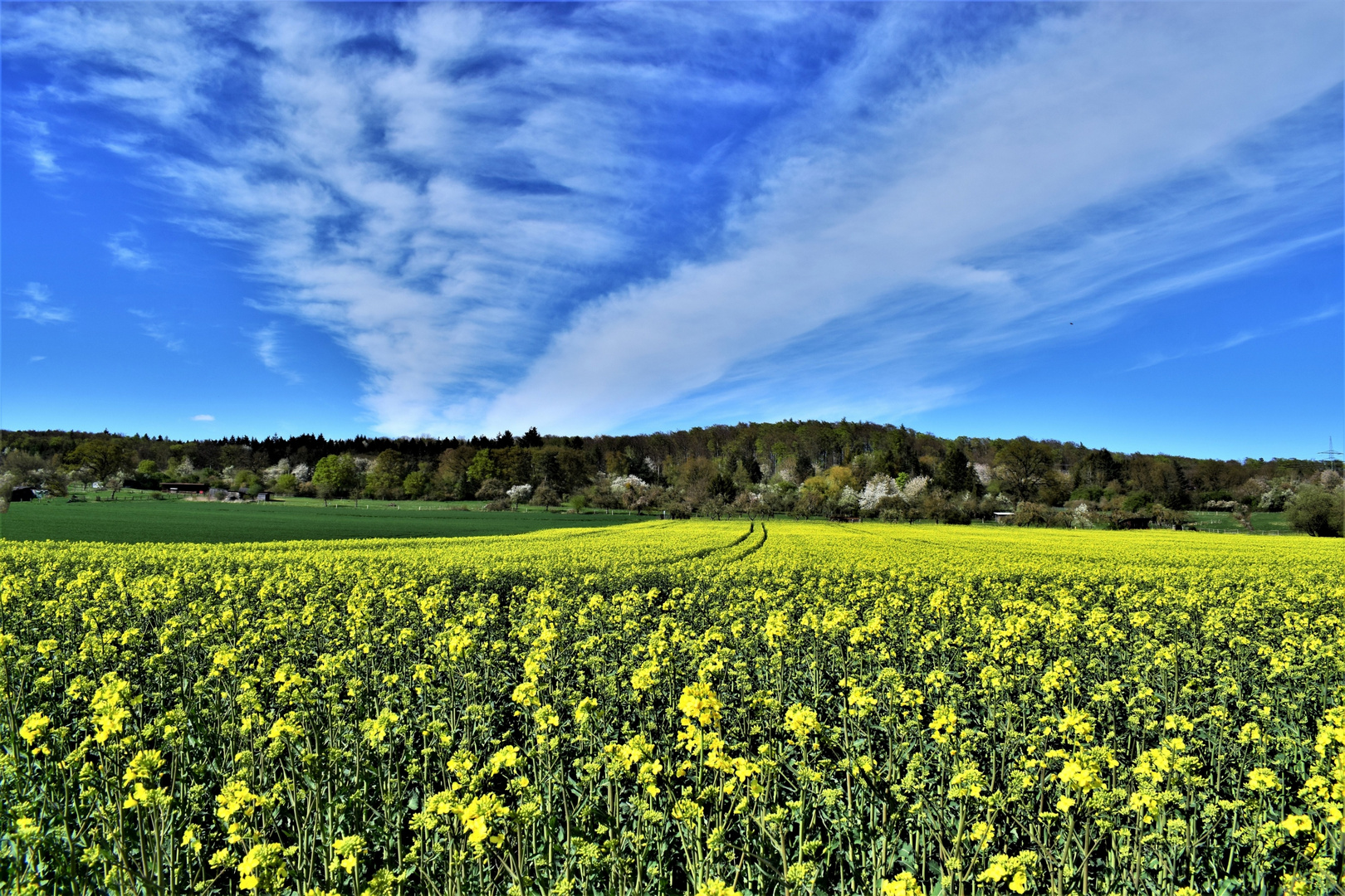 Blühendes Rapsfeld und Obstbäume