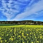 Blühendes Rapsfeld und Obstbäume