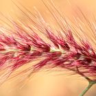 blühendes rotes Schilf