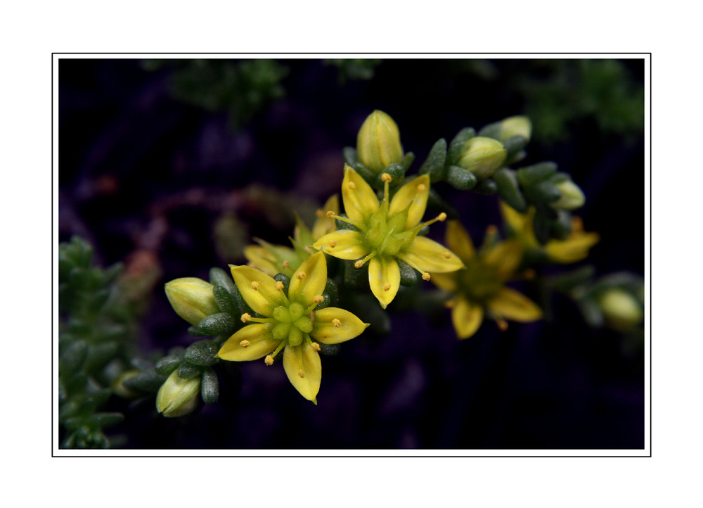 Blühendes Sedum