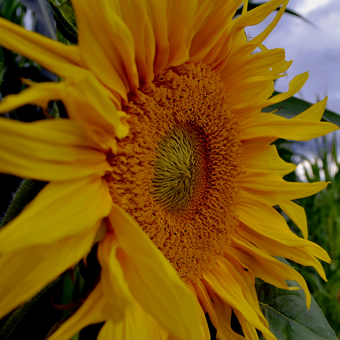 ... blühendes Sommergold...