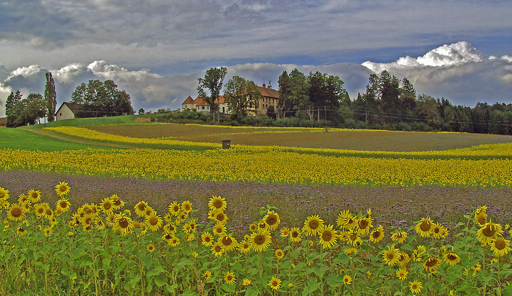 Blühendes Sonnenblumenfeld