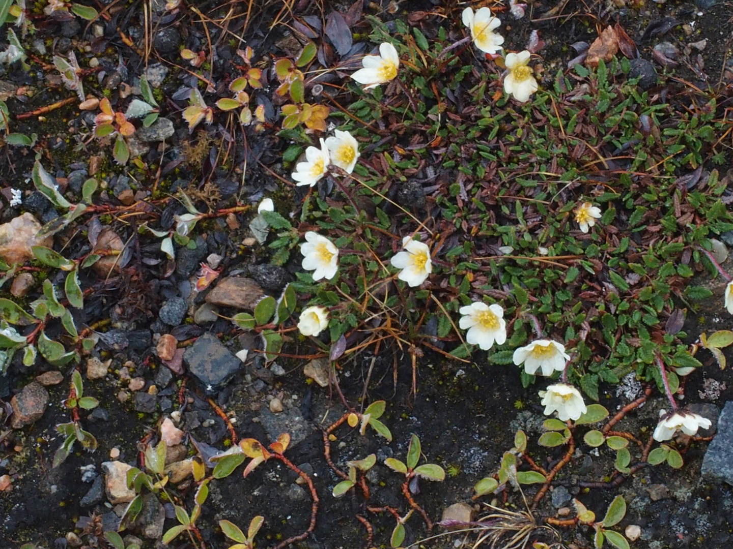 Blühendes Spitzbergen    P8250671