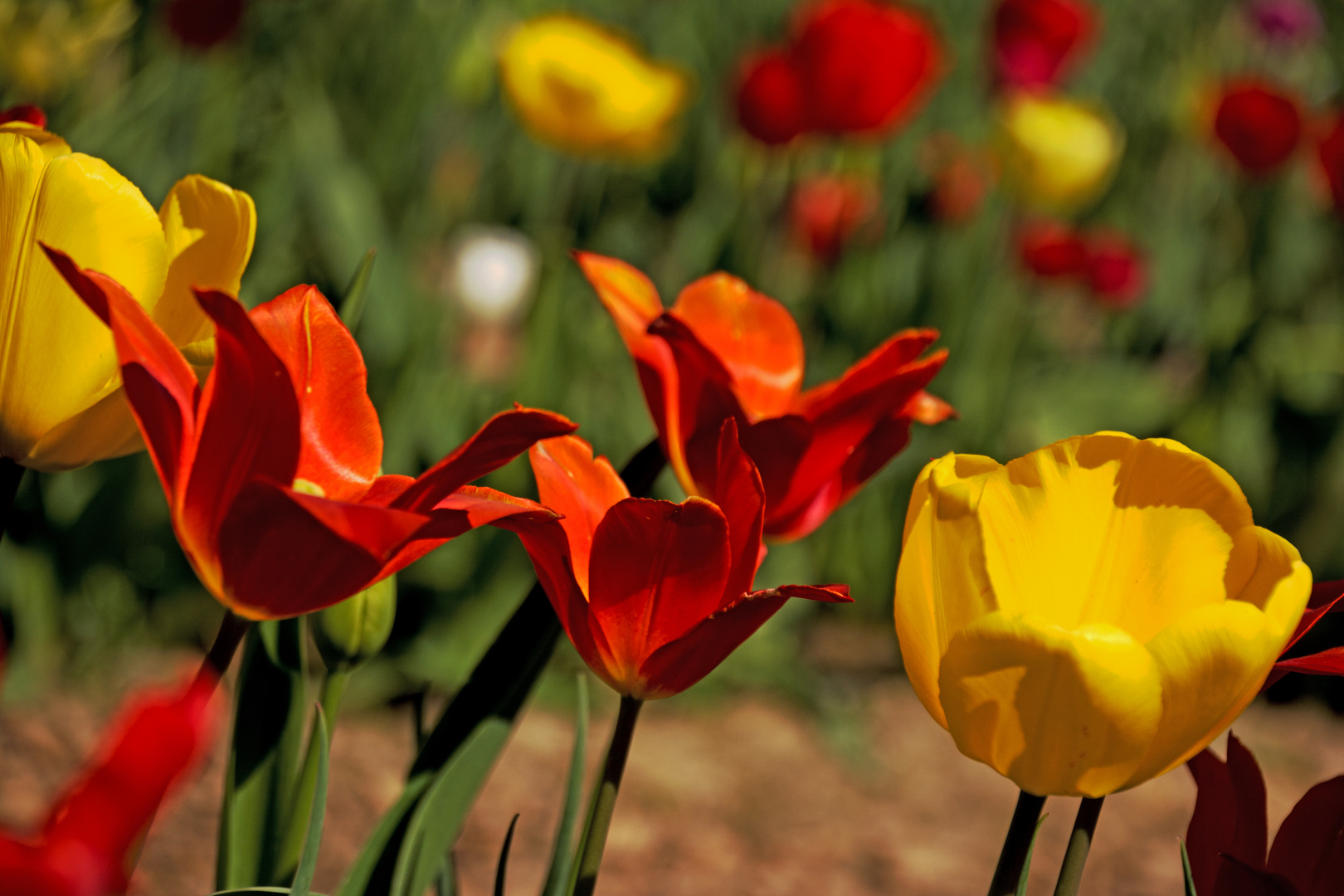 Blühendes Tulpenfeld