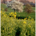 Blühendes Weinviertel ~~2