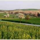 Blühendes Weinviertel