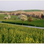 Blühendes Weinviertel