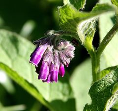 blühendes Wiesenkraut